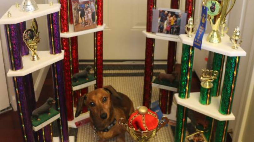 award winning dachshund